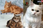 World Cat Day 2022: बिल्लियों की ये नस्लें होती हैं बेहद क्यूट, आप खुद को इनके साथ खेलने से नहीं रोक पाएंगे
