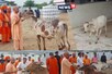 गोरखनाथ मंदिर में मुख्यमंत्री ने नंदी व बछडों को खिलाया गुड़-चना