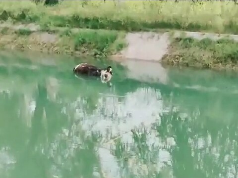 गायों के शवों के आने से दहशत का माहौल बना हुआ है. 