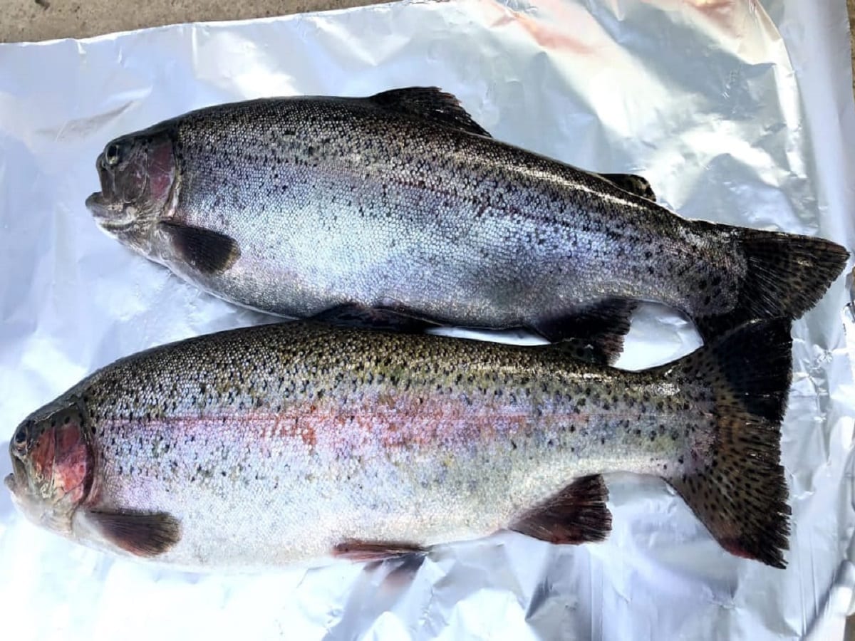 Nainital अब ग्रामीणों को आत्मनिर्भर बना रही यूरोपियन ट्राउट फिश, भवाली