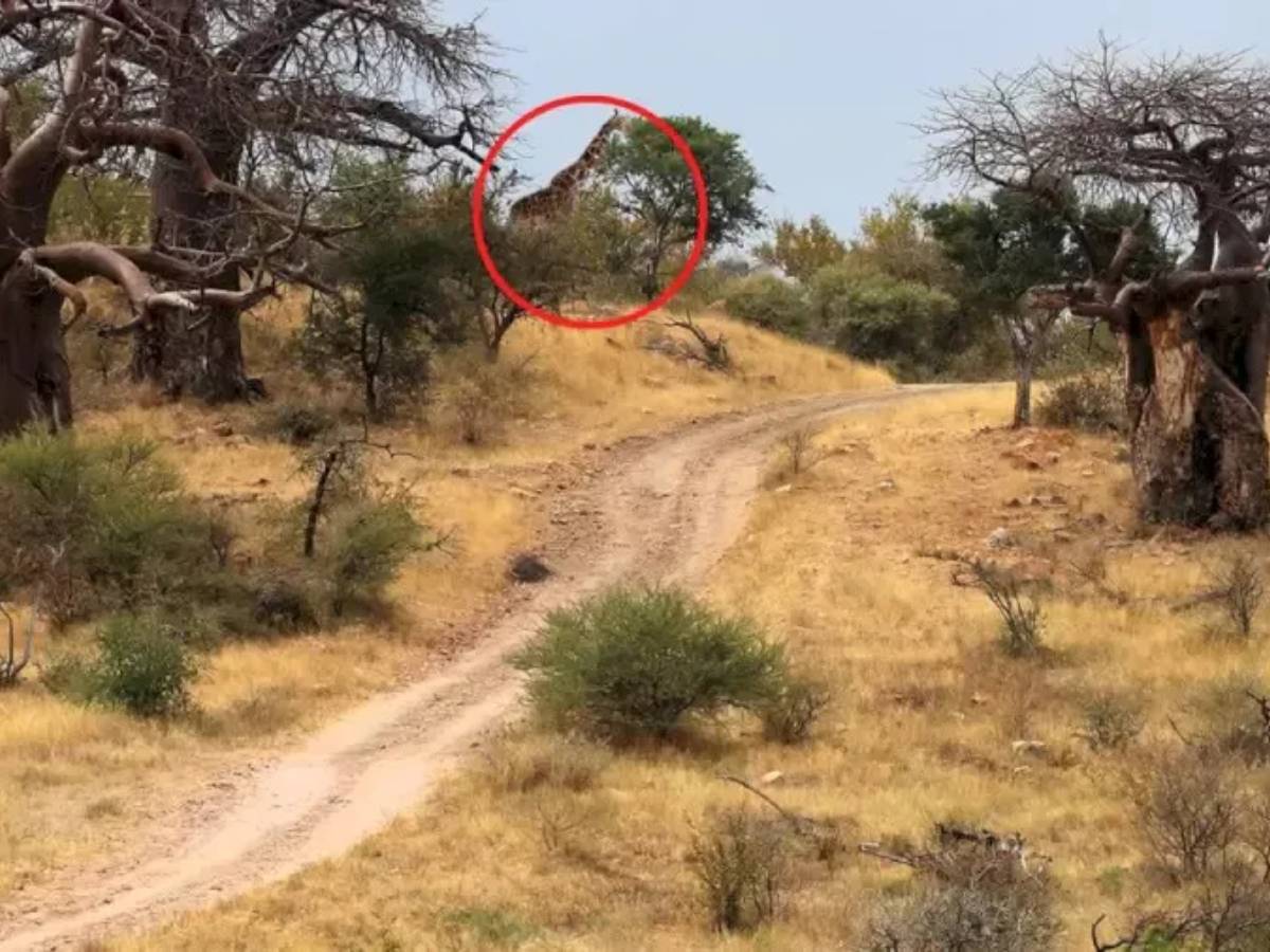 Can You Spot a Girrafe, Spot a Giraffe, spot giraffe in woods, spot giraffe in woods within 20 seconds, viral optical illusion, viral picture, trending picture