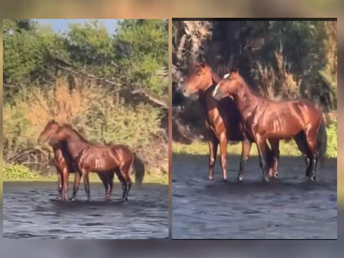 कभी देखे हैं पानी पर तैरते हुए घोड़े ? वीडियो देखकर बुरी तह कनफ्यूज़ हो