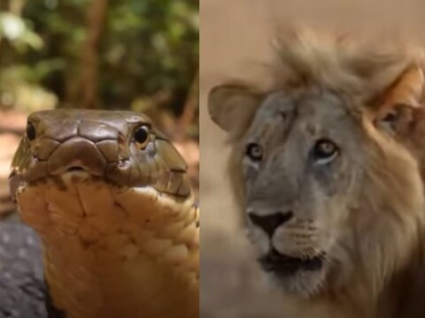वीडियो में आप किंग कोबरा (King Cobra) को सीथा शेर के साथ लड़ाई लड़ते हुए देख सकते हैं. (Credit- YouTube)