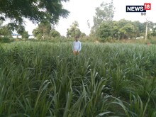 कानपुर नगर निगम 'थाईलैंड' की घास उगाकर हर साल बचाएगा 50 लाख, जानिए पूरा प्लान