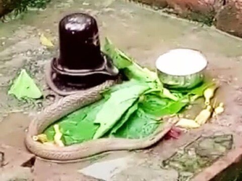 अद्भुत संयोग! नाग पंचमी को शिवलिंग से लिपटा हुआ दिखा नाग, दर्शन को उमड़ी  श्रद्धालुओं की भीड़ - cobra snake nag devta was found wrapped in shivling  on nag panchami brvj –