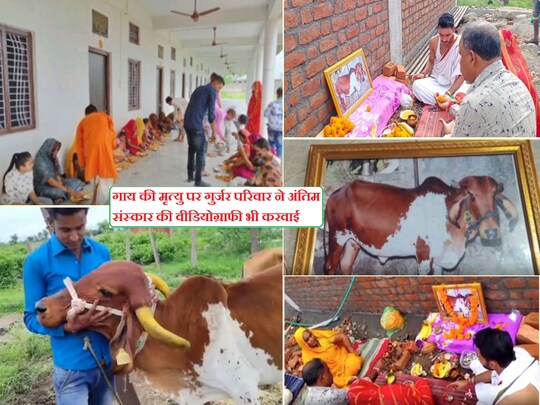 Neemuch News: नीमच में प्रिय गाय 'गौरी' की मृत्यु पर गुर्जर परिवार ने 4 दिन का शोक रखा और ब्राह्मणों को भोज दिया...