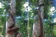 कभी अजगर को पेड़ पर चढ़ते देखा है? वायरल वीडियो में दिखा अनोखा नजारा
