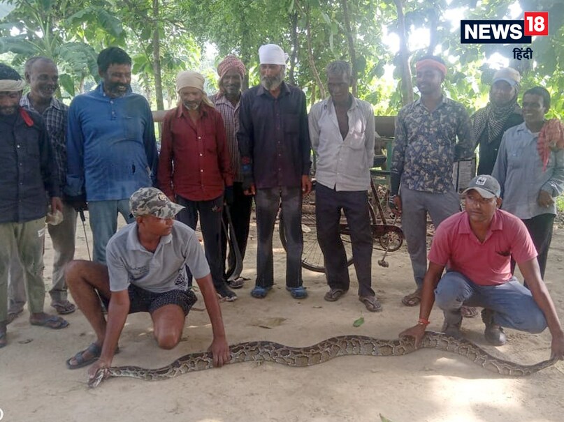 PHOTOS: यूपी के पीलीभीत में अचानक दिखा 'बाहुबली' अजगर, देखते ही लोग ...