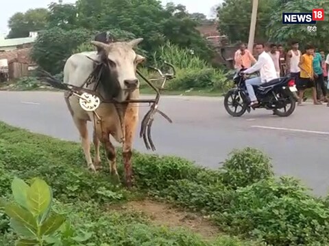 Bahraich: साड़ का वीडियो सोशल मीडिया में तेजी से वायरल हो रहा है.