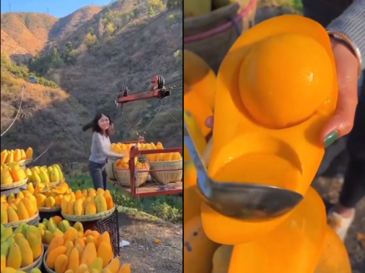 VIDEO कभी देखा है बिना गुठली वाला आम? सोशल मीडिया पर वायरल हो रहा