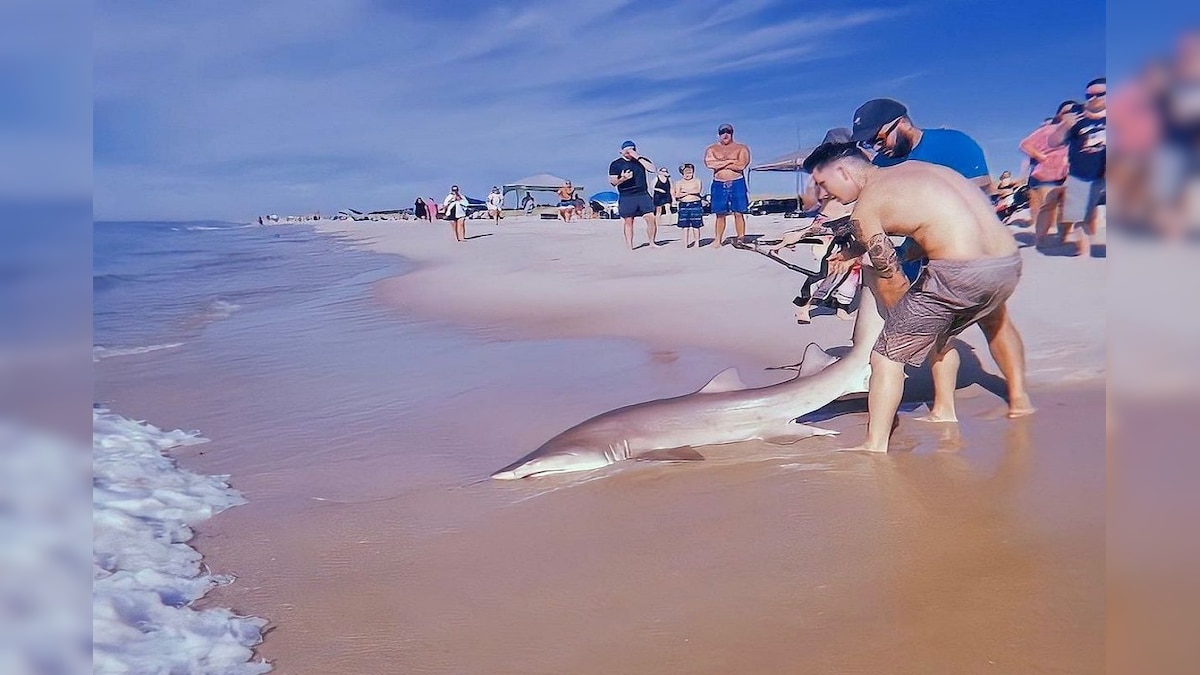 शख्स ने समुद्र में हाथों से ही पकड़ ली शार्क VIDEO देखने वाले रह गए दंग