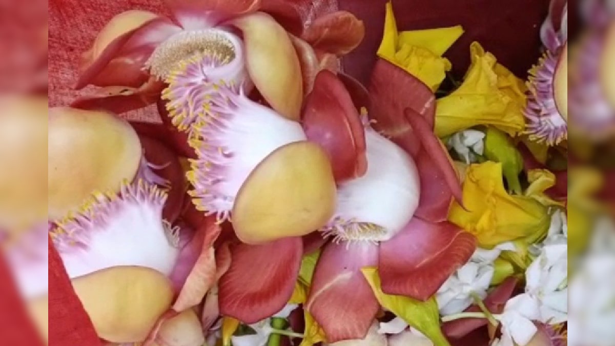 OMG News: भोलेनाथ को बहुत प्रिय है यह शिवलिंगी फूल विस्तार से जानें इसके बारे में