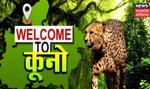 Kuno National Park News : बाघ के 'घर' में आ रहा नया मेहमान, उसके अंदाज़ की कोई बयानी नहीं | Cheetah
