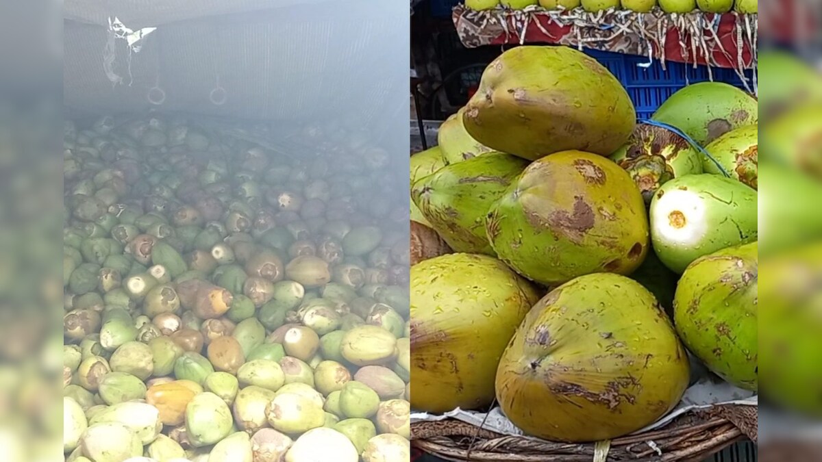 Jhansi: झांसी के लोगों को खूब भा रहा नारियल पानी एक महीने में करोड़ के पार हुआ व्यापार 