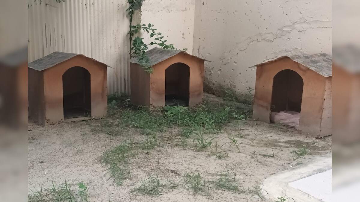Noida News: आवारा कुत्तों को लेकर नोएडा की इस सोसाइटी ने उठाया बड़ा कदम घर के साथ मिल रहा खाना