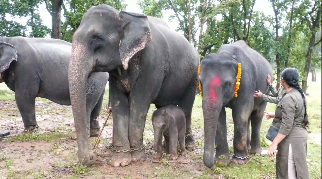 नवजात हाथी कृष्णा जमकर मस्ती कर रही है.