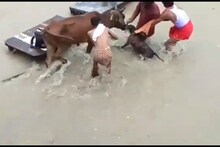 OMG: कानपुर में खूंखार पिटबुल ने गाय को दबोच कर किया घायल, हमले का वीडियो वायरल