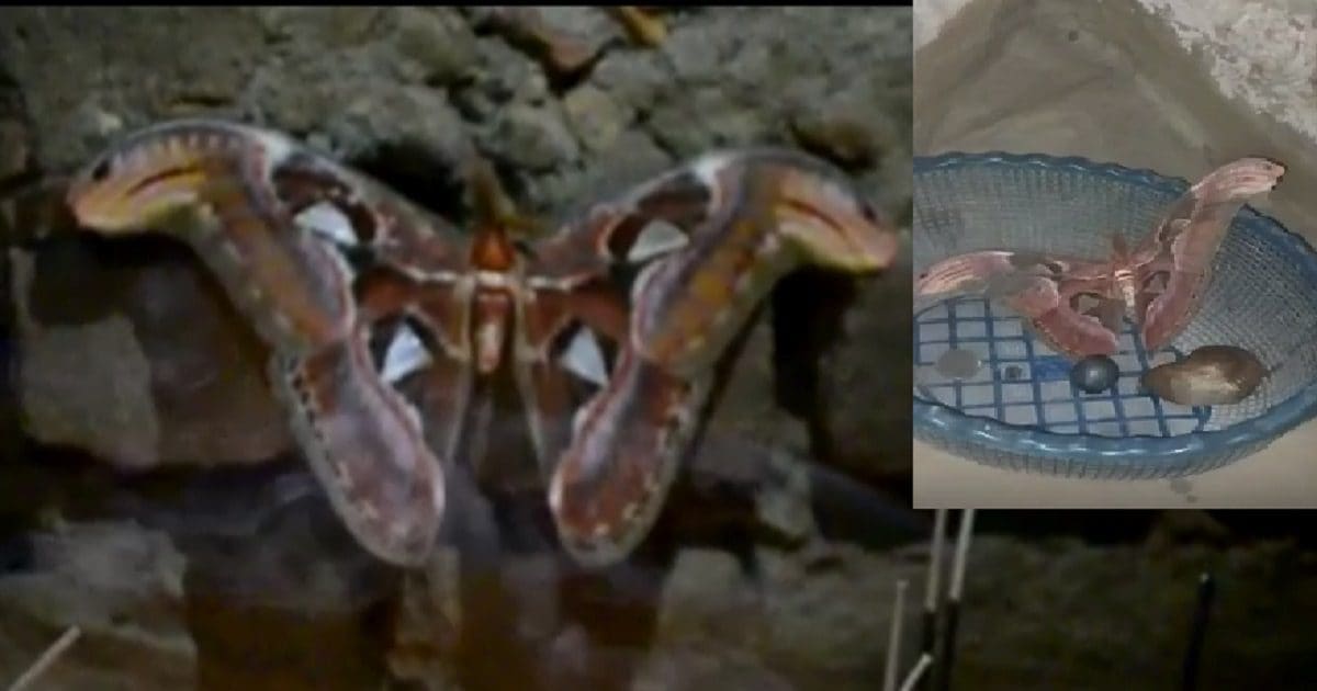 Bharwad Insect बिल्कुल सांप जैसे दिखने वाले इस कीट को 'अवतार' क्यों मानने लगे लोग ...