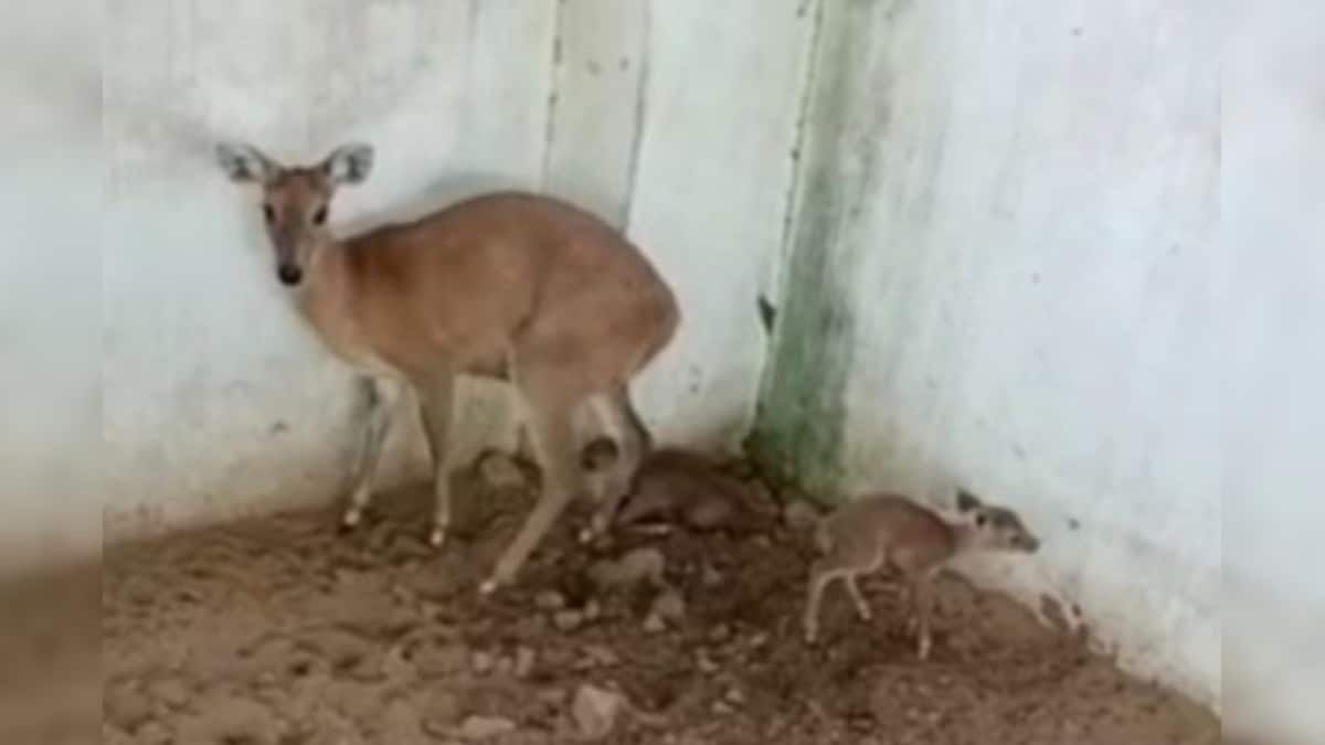 Rajasthan: जयपुर से आई बड़ी खुशखबरी दुर्लभ प्रजाति की मादा हिरण ने दिया 2 बच्चों को जन्म