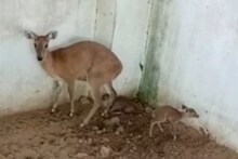 Rajasthan: जयपुर से आई बड़ी खुशखबरी, दुर्लभ प्रजाति की मादा हिरण ने दिया 2 बच्चों को जन्म