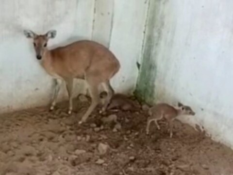 Jaipur News: नाहरगढ़ बायोलॉजिकल पार्क में चौसिंगा मादा हिरण ने दो बच्चों को जन्म दिया

