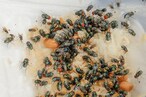 संक्रमण के मामले में क्यों नजरअंदाज किया जाता है मक्खियों को?