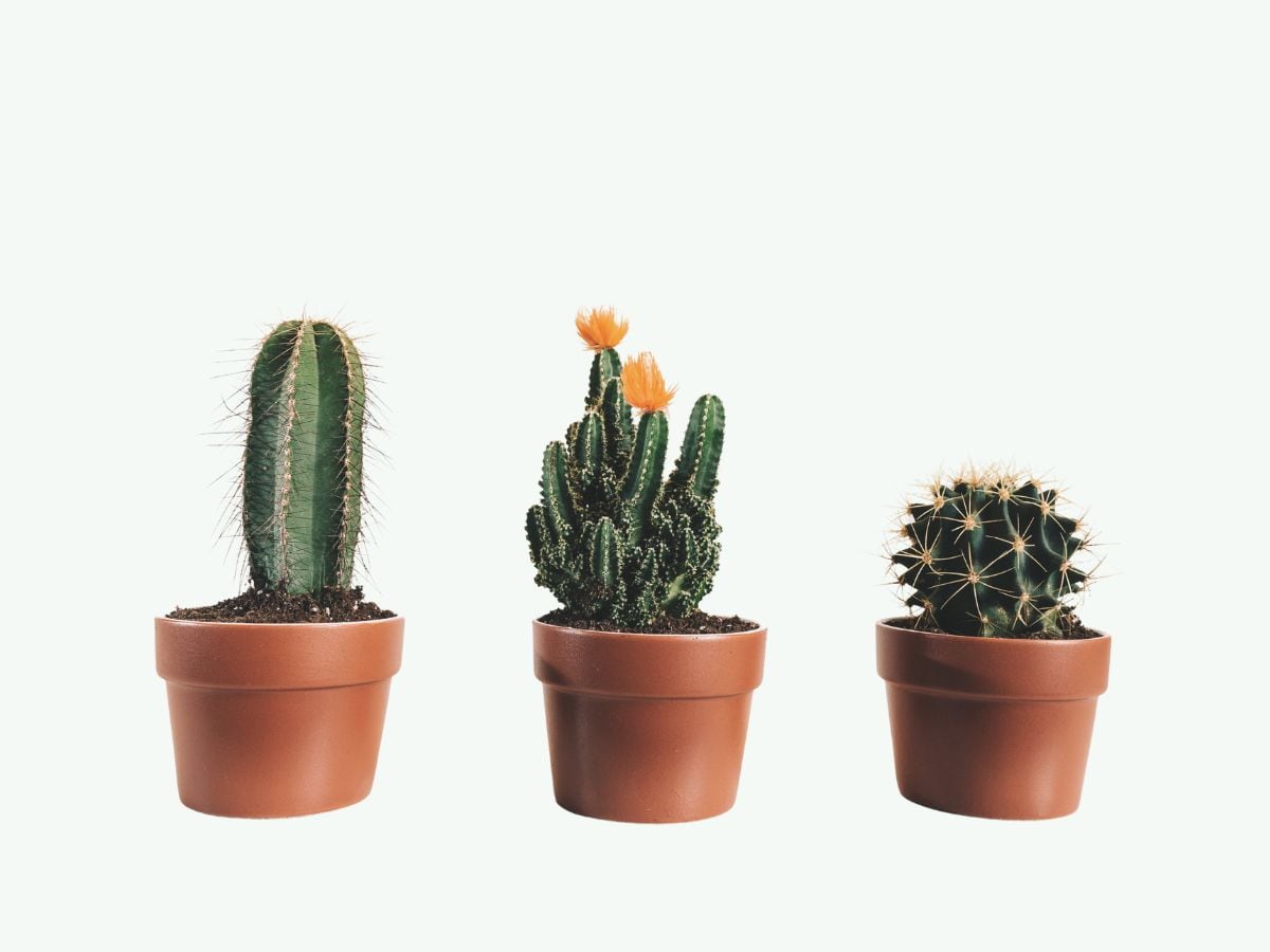 ,          ,     - cactus juice is beneficial for overall health in hindi -  News18
