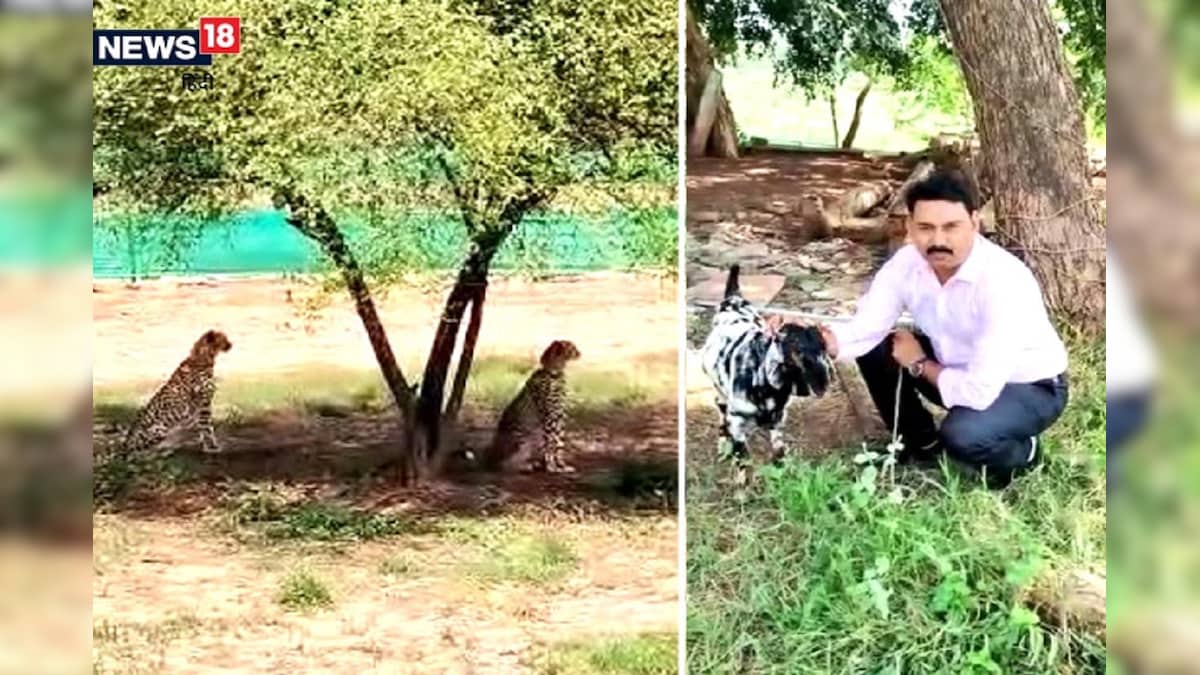 कूनो का रोचक किस्सा : ये बकरा कब तक खैर मनाएगा! 20 बार तेंदुए के बाड़े में छोड़ा हर बार बच निकला VIDEO