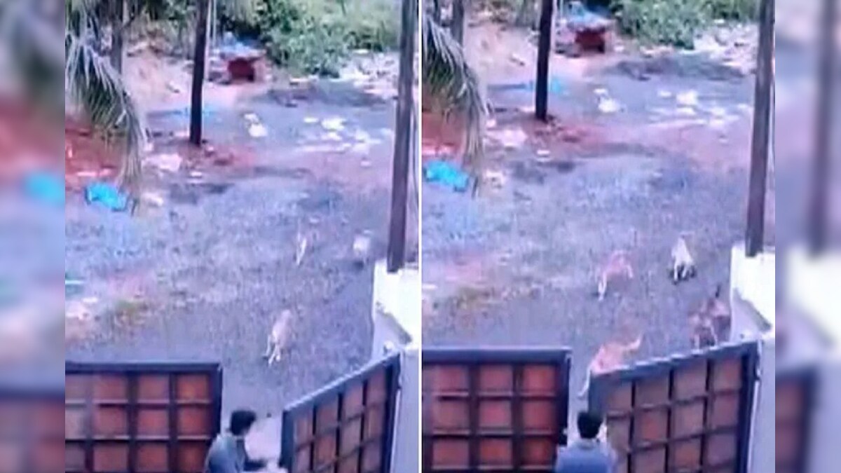VIDEO: कन्नूर में 2 छात्रों और महिला के पीछे पड़ा आवारा कुत्तों का झुंड देखकर छूट जाएगी कंपकंपी