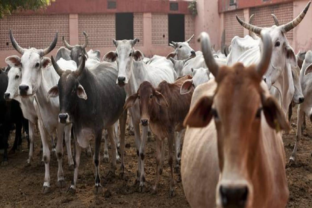 पशुपालकों के लिए राहत की खबर, भारतीय वैज्ञानिकों ने विकसित की लंपी स्किन डिजीज की वैक्सीन - relief for cattle owners icar developed vaccine for lumpy skin disease named lumpi provacind dpk – News18 हिंदी