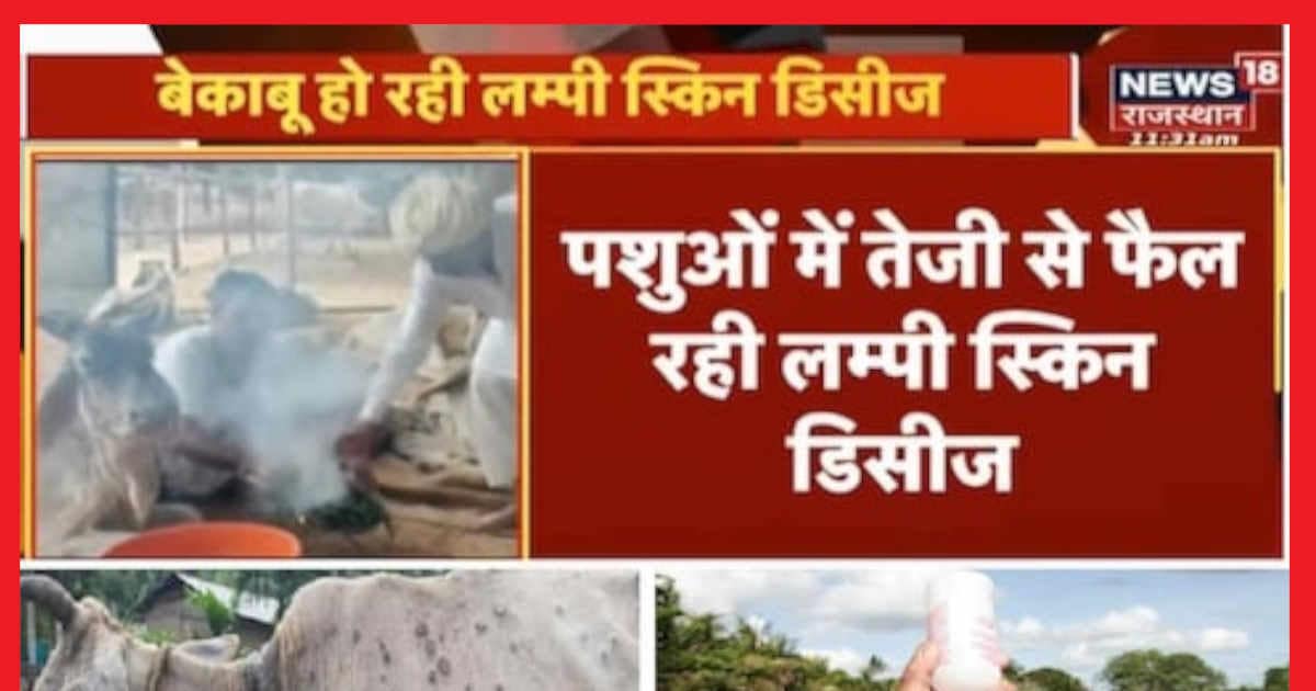 Lumpy Skin Disease: राजस्थान में पशुधन की मौत के आंकड़ों में सामने आया ...