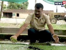 Bihar: जीरो बजट में करें 'अजोला' की खेती,  किसानों को मिलेगा लाखों का फायदा