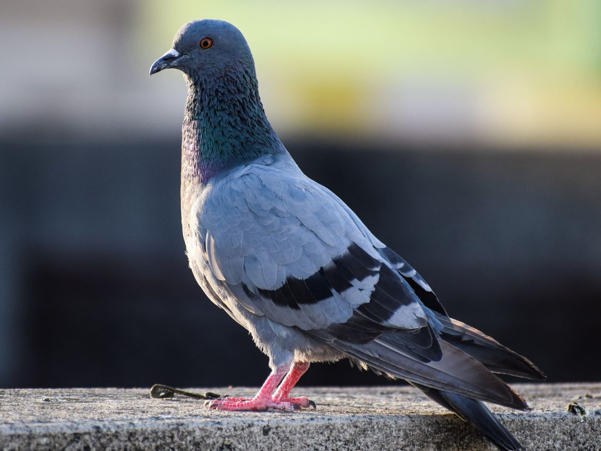 Bird pigeon 1080P, 2K, 4K, 5K HD wallpapers free download | Wallpaper Flare