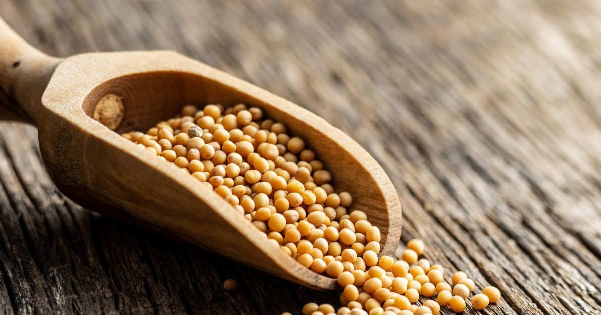 Vastu Tips वास्तु दोष दूर करती है पीली सरसों, इसके उपाय से दूर होंगी