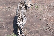 कूनो राष्ट्रीय उद्यान: 8 में से 2 और अफ्रीकी चीते बड़े बाड़े में पहुंचे, दो महीने बाद छोड़ेंगे जंगल में
