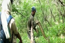 Video: घात लगाकर शिकार को निगल जाता है रॉक पाइथन, 13 फीट लंबे अजगर को देख भागे किसान