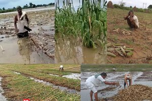 Rajasthan: भरतपुर को अंत समय में रुला गया मानसून, फसलों की बर्बादी देख रो पड़े किसान, PHOTOS