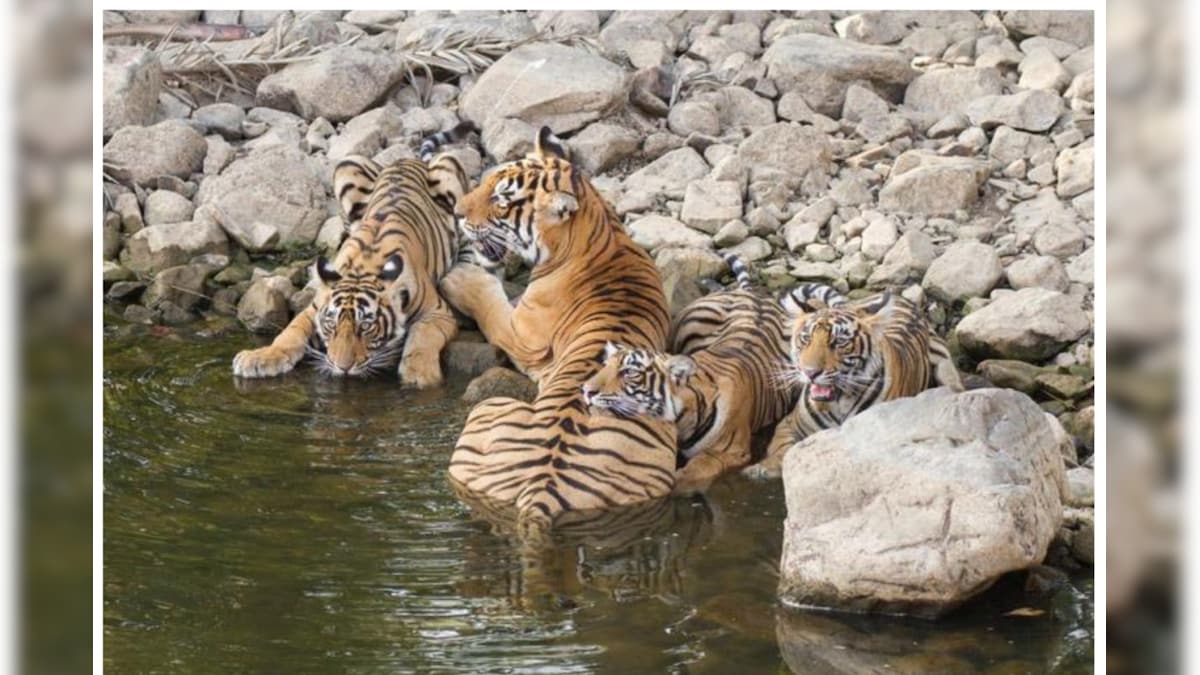 Ranthambore Safari: रणथंभौर घूमना है तो कर लीजिए बैग पैक इस तारीख से होगा टाइगर सफारी का आगाज