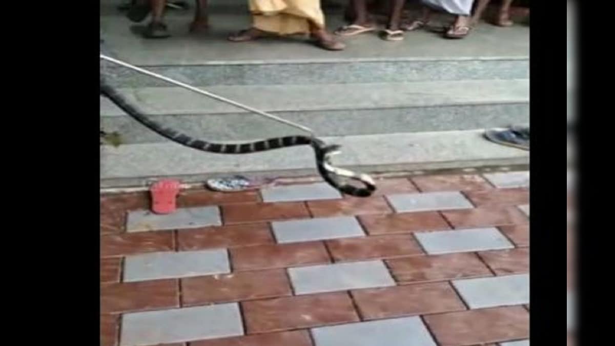 VIDEO: कार में था किंग कोबरा परिवार ने कर ली 200 किमी की यात्रा फिर पूंछ देखकर छूटे पसीने