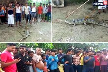 The 7-foot crocodile looked like a fish in the water, and the villagers were surprised to be caught in the net!