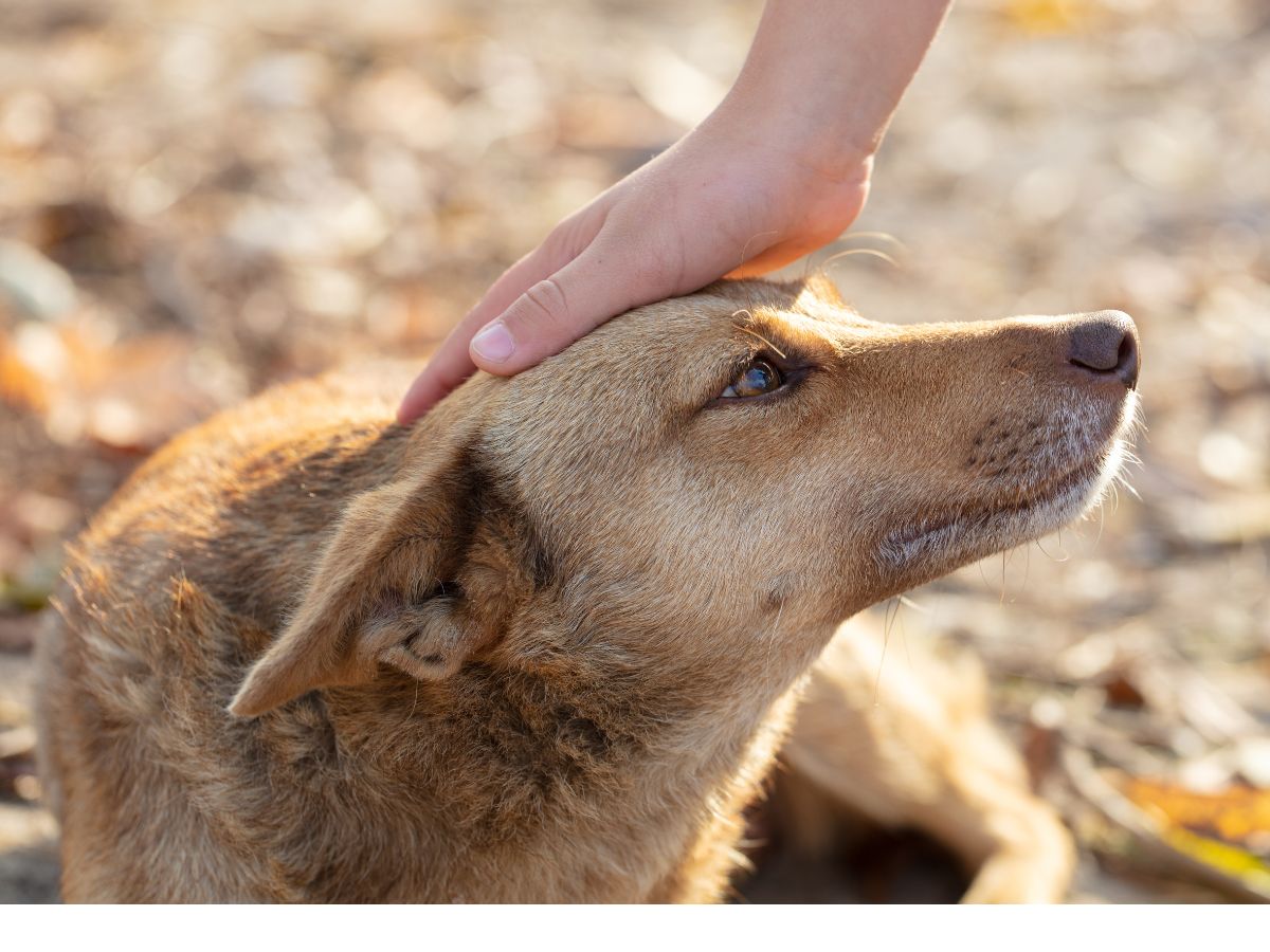 कुत्तों में सूंघने की गजब की शक्ति होती है. Image : Canva