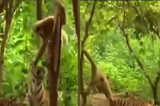 Monkey Getting Bothered बंदर की शरारत ने बाघों का कर दिया बुरा हाल, कभी कान तो कभी पूंछ खींचकर ...