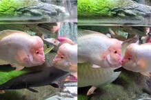 एक दूजे को Kiss करती दिखीं मछलियां, लोग बोले पहली बार देखा इनका रोमांटिक अंदाज