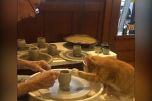 बिल्ली को चढ़ा कुम्हार बनने का चस्का, सीखती दिखी मिट्टी के बर्तन बनाने का कला