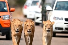 सड़क पर शेरनियों ने कैटवॉक कर किया चक्का जाम, देखने वालों की लगी लंबी कतार