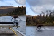 Video: नदी पर ऐसे सरपट भागता दिखा हिरण, देख कर आंखों पर नहीं कर पाएंगे यकीन