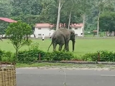 छत्तीसगढ़ के कोरबा जिले में ग्रामीणों ने कथित तौर पर हाथी के एक शावक को मारकर जमीन में दफना दिया. वहीं जंगली हाथी ने ग्रामीण और तीन मवेशियों की जान ले ली. (फोटो: ट्विटर)