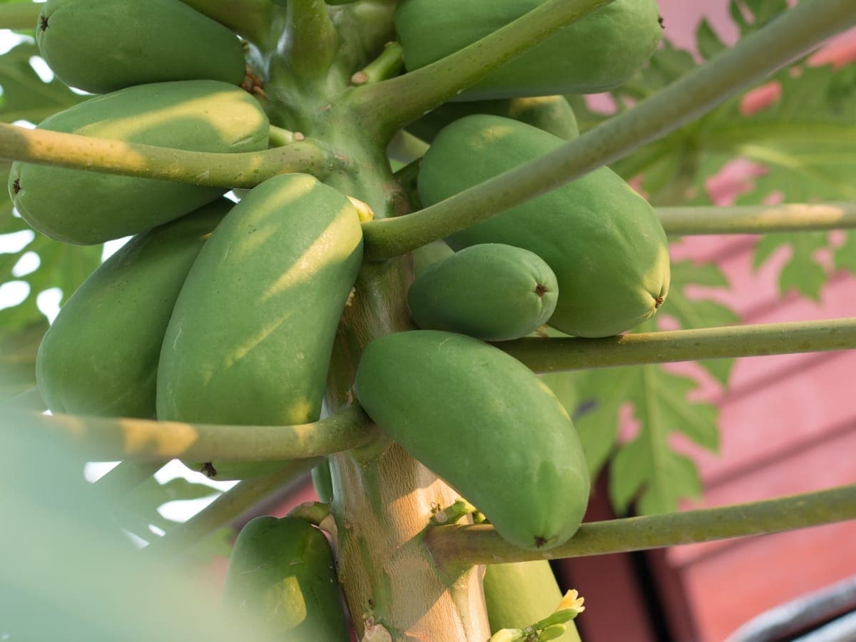 घर की छत पर भी उगा सकते हैं पपीते का पेड़, फॉलो करें ये आसान टिप्स