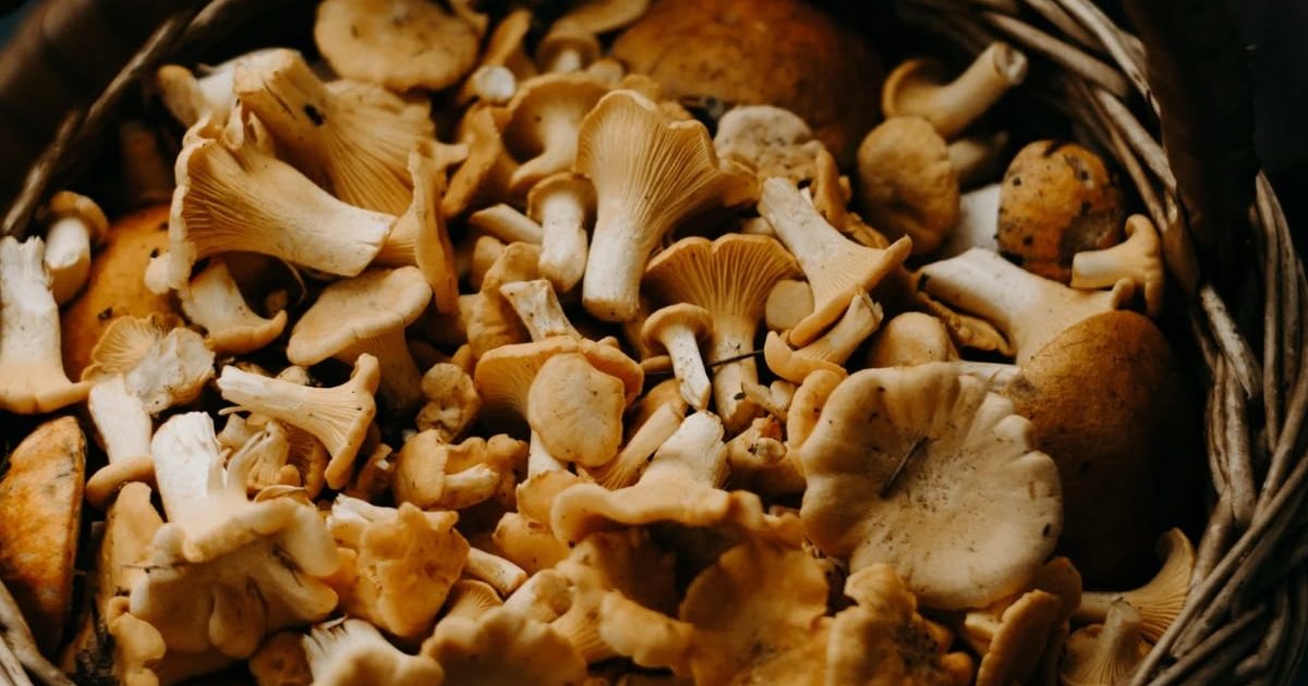 डायबिटीज में कितना फायदेमंद है मशरूम का सेवन, जानिए यहां - know about