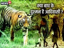 बाघ आदि के लिए आदिवासी को शत्रु मानना कितना ठीक?
